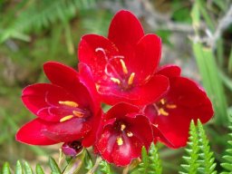 Geissorhiza erosa style and stamens